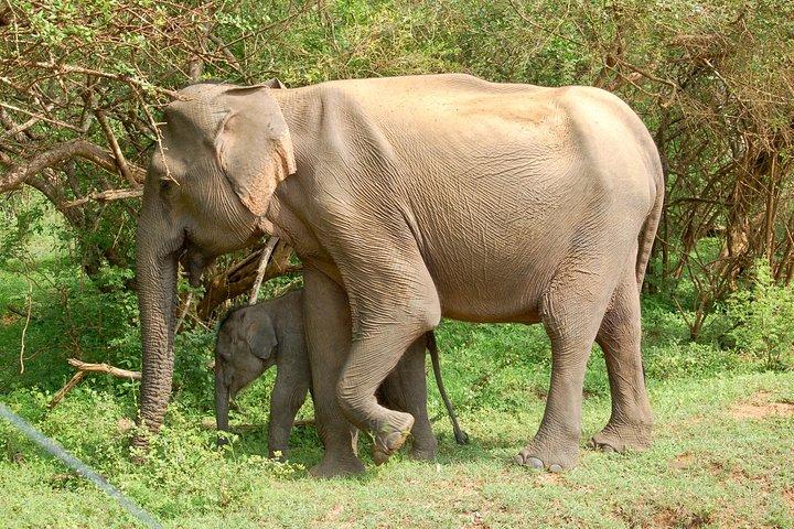 Leopard Safari in Yala National Park(Full Day/Half A Day)