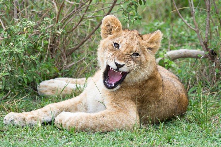 3 Days Masai Mara Group Joining -- Daily Departures
