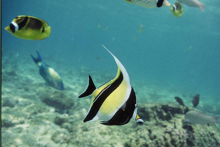Glass-Bottom Boat Reef Tour
