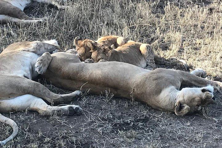 6 days Safari to Lake Eyasi, Natron, Manyara, Serengeti and Ngorongoro crater