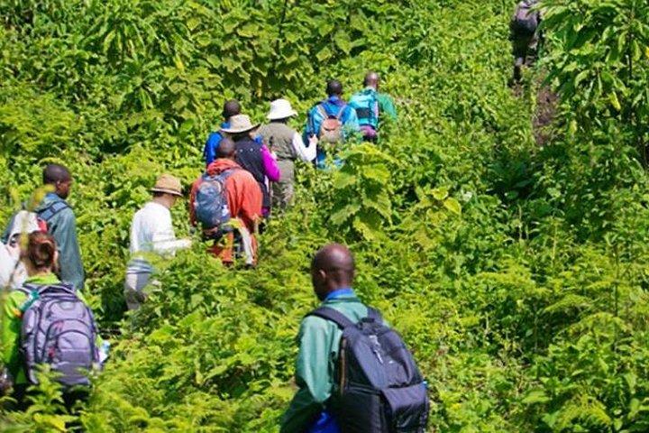 1 Day Dian Fossey Tomb Hike