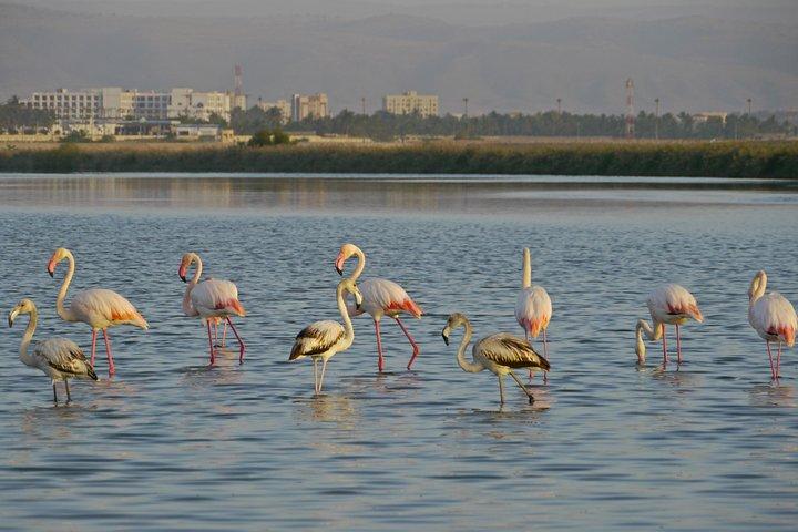 Salalah by Night Tour - Charming Evening in the Garden City