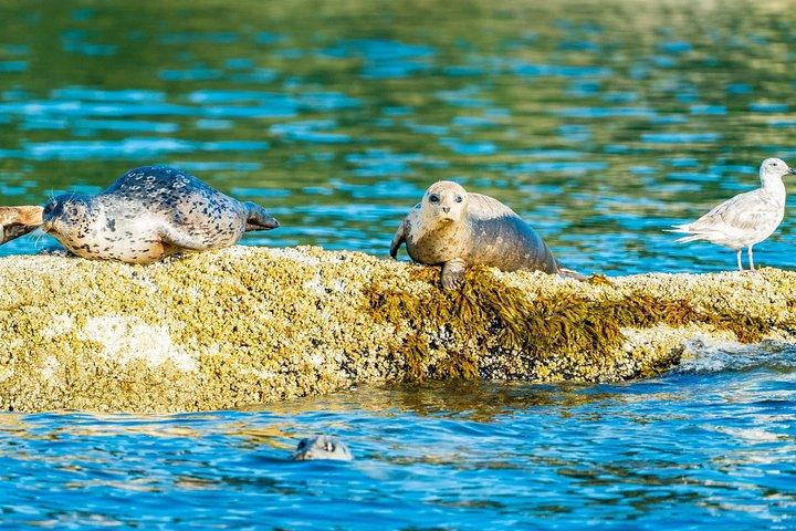 Vancouver City and Seal Colony Scenic Boat Tour