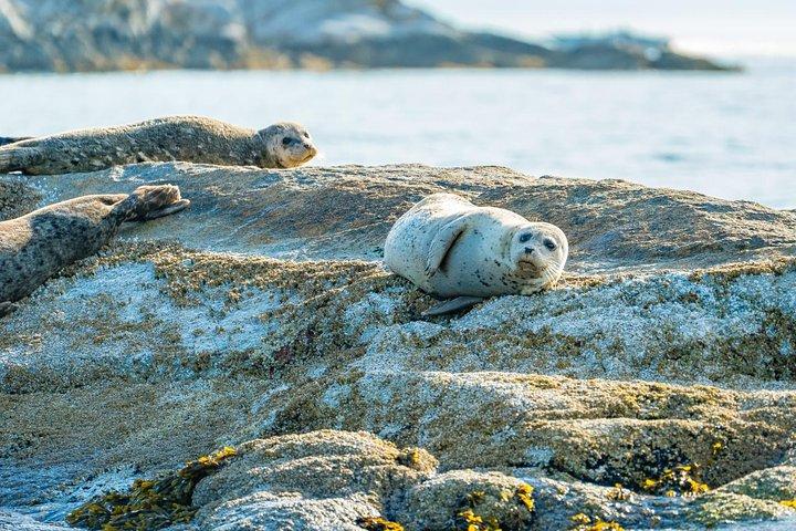 Vancouver City and Seal Colony Scenic Boat Tour