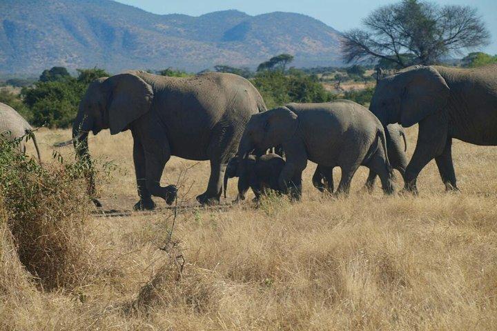 6 Days Camping Safari