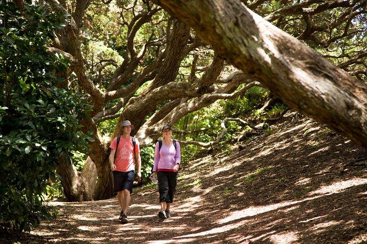 Private Auckland West Coast & Rainforest Day Tour.