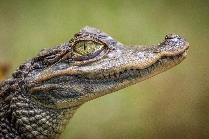 Miami: Everglades Airboat with free hotel pick up