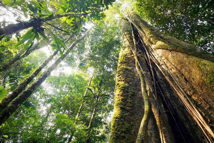 Waterfall, Rainforest, Chocolate Tour & Historical Sites