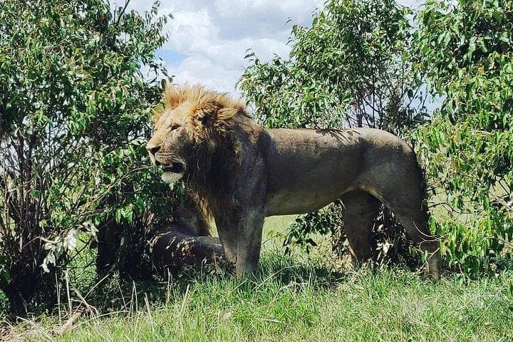 Day tour to Amboseli national park