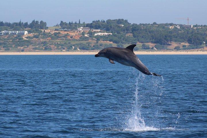 Dolphin Watching Lagos Algarve – RIB Boat Tour