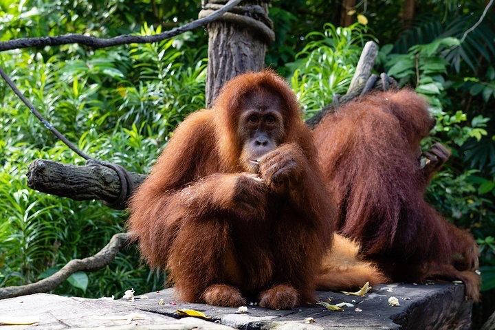Morning at the Zoo (With Breakfast Option)