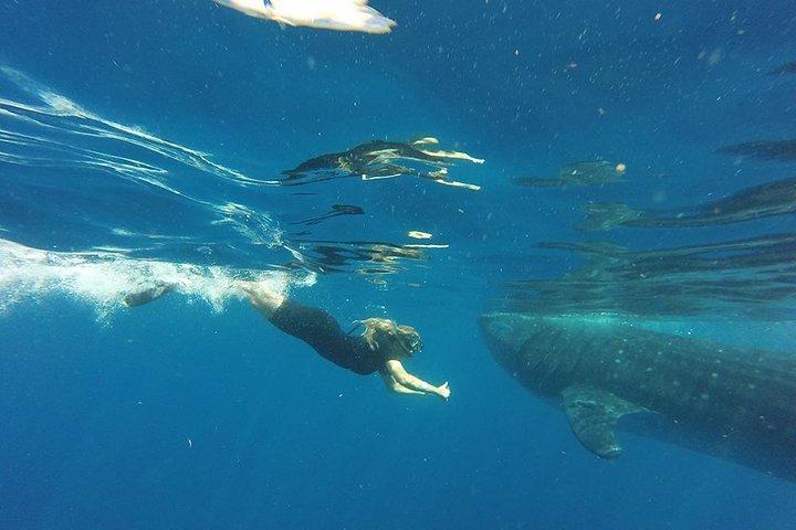 Private Whale Shark Tour from Cancun