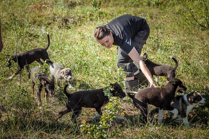 Puppy Training Experience at a Husky Farm in Tromso