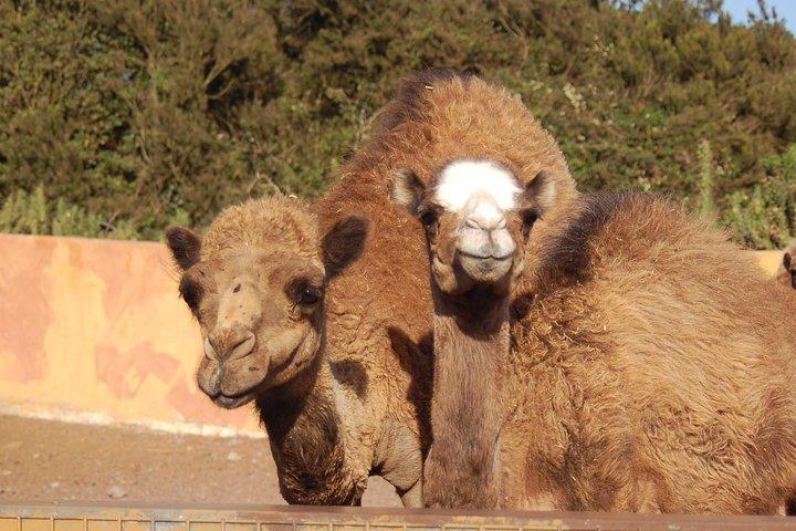Camel Riding Tour at El Tanque Ranch in Tenerife