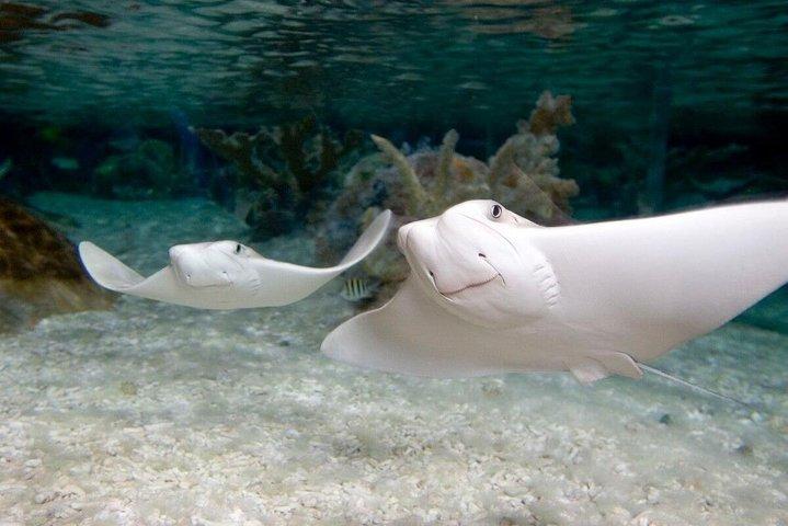 SEA LIFE Aquarium Grapevine Admission Ticket