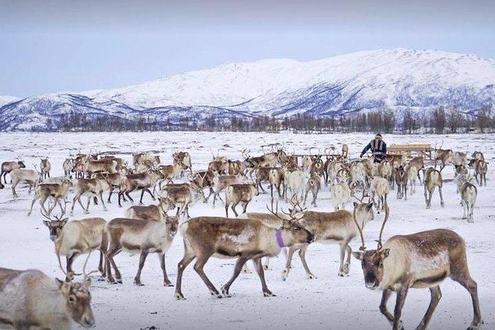 Sami Culture and Short Reindeer Sledding from Tromso