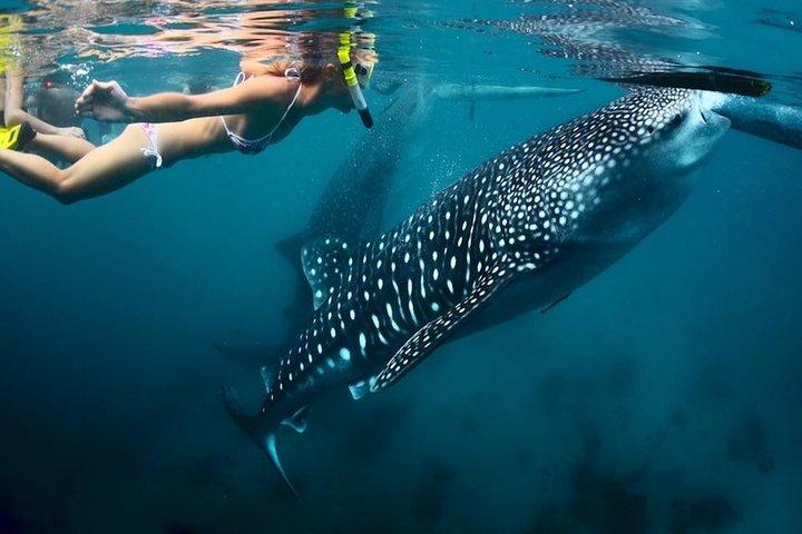 Oslob Whale shark swimming & Canyoneering Adventure, Kawasan Falls Day Tour