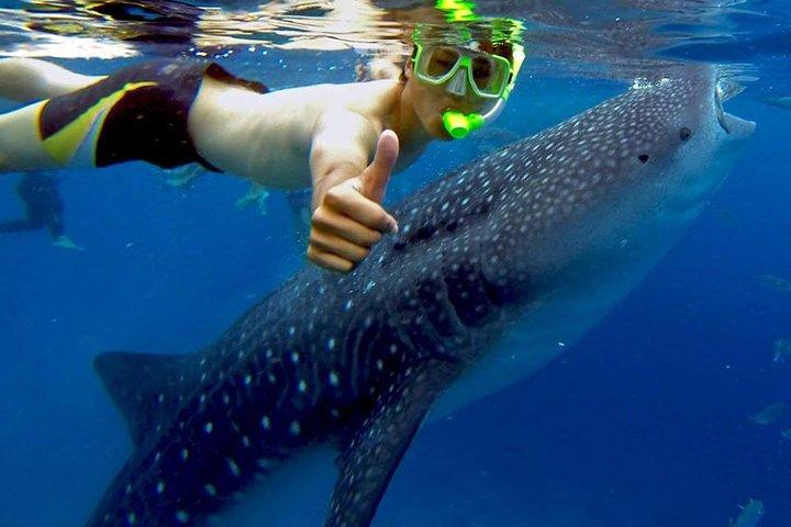 Oslob Whale shark swimming & Canyoneering Adventure, Kawasan Falls Day Tour