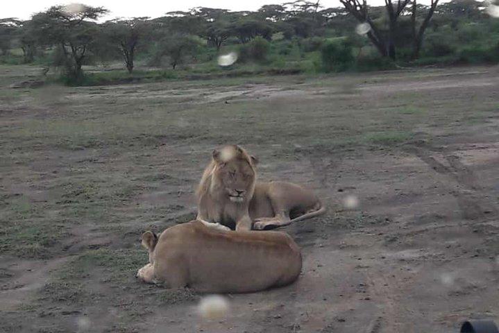 5 Days Safari: Tarangire, Serengeti Plains and Ngorogoro Crater