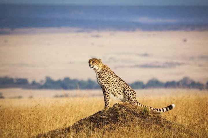 3 Days, 2 Nights Masai Mara Group Joining Safari by Landcruiser