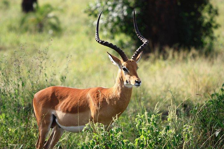 3 Days Masai Mara Group Joining -- Daily Departures