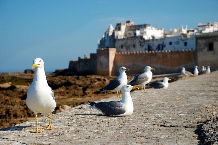 Private Full Day Tour to Essaouira from Marrakech