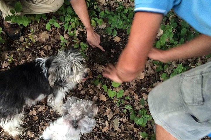 Truffle Hunting in Provence