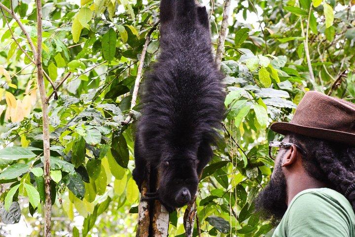 Altun Ha Temple & Howler Monkey Sanctuary