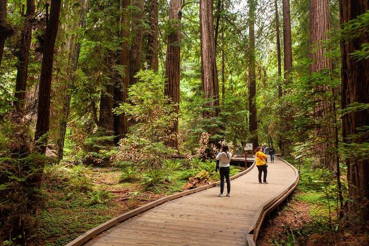 Muir Woods and Sausalito Tour Plus Bay Cruise