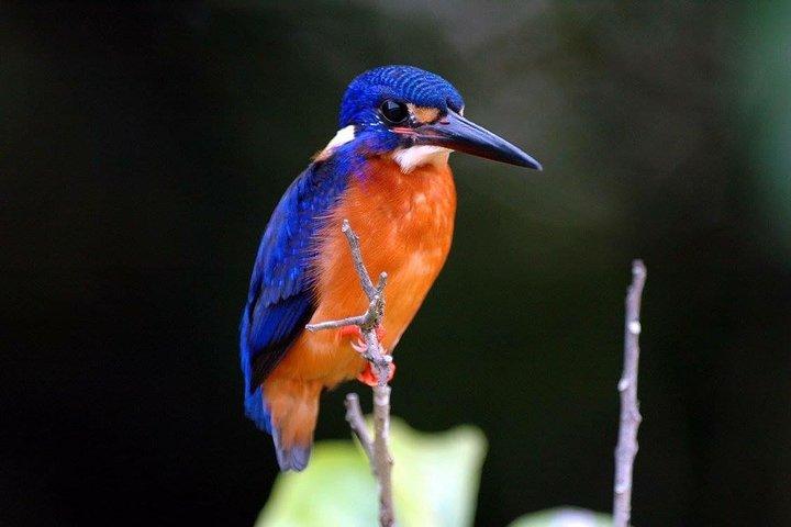 1-Hour Daintree River wildlife cruise