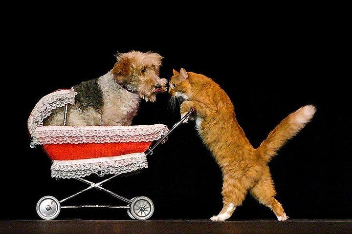 Popovich Comedy Pet Theater at Planet Hollywood Resort and Casino