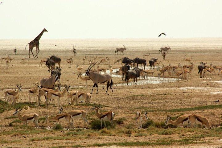 3 Days Safaris in Etosha | Guided Lodge