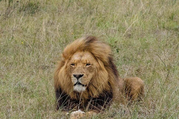 3 Day Garden Route's Best Highlights with Safari from Cape Town