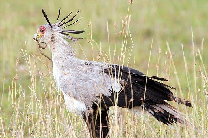 3 Day 2 Nights Maasai Mara Flying Safari(Mid range Accommodation)