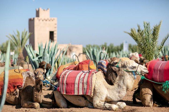 Marrakech Camel Ride Experience with Pick-up