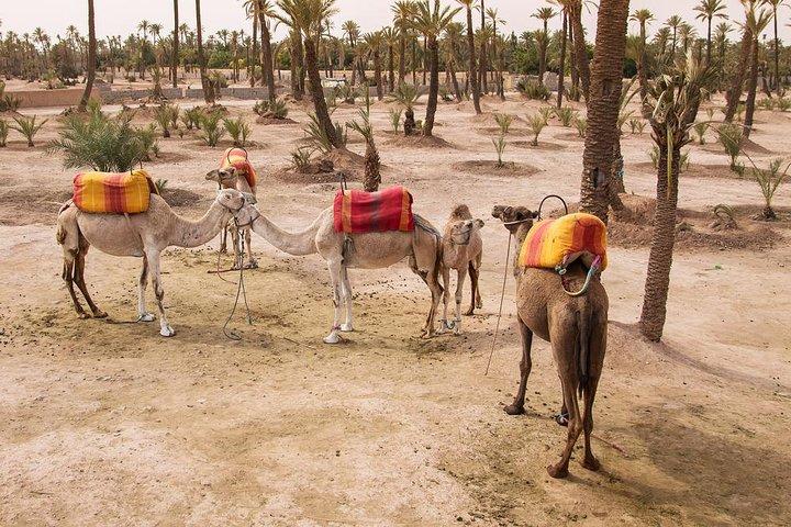Marrakech Camel Ride Experience with Pick-up