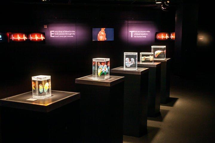 Bodies The Exhibition at the Luxor Hotel and Casino