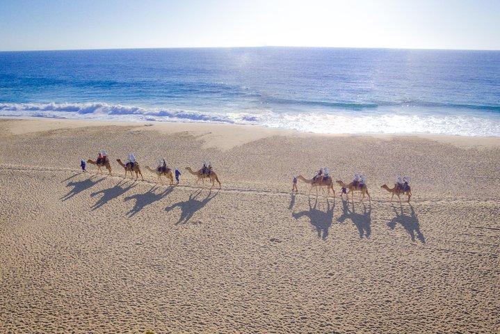 Cabo Beach Camel Ride, Mexican Buffet and Tequila Tasting