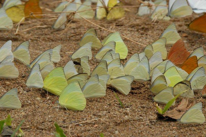 Cuc Phuong National Park Trekking Tour with Expert Guide