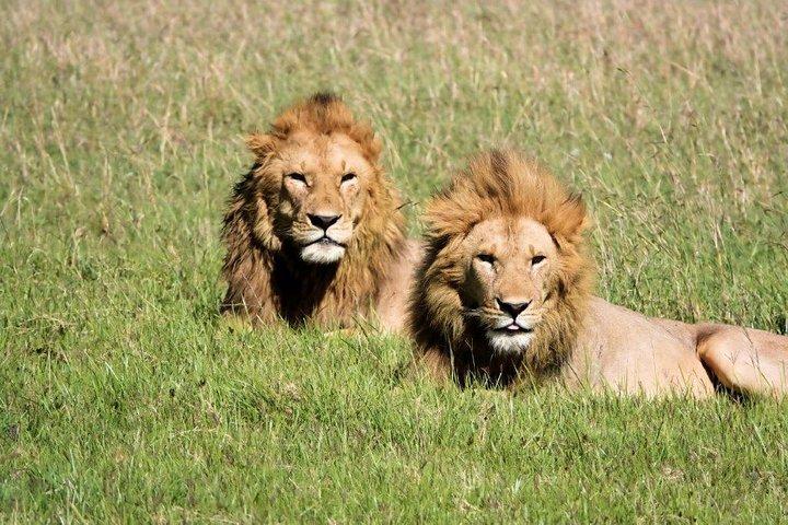 12 days Kenya and Tanzania safari private lodge from Nairobi
