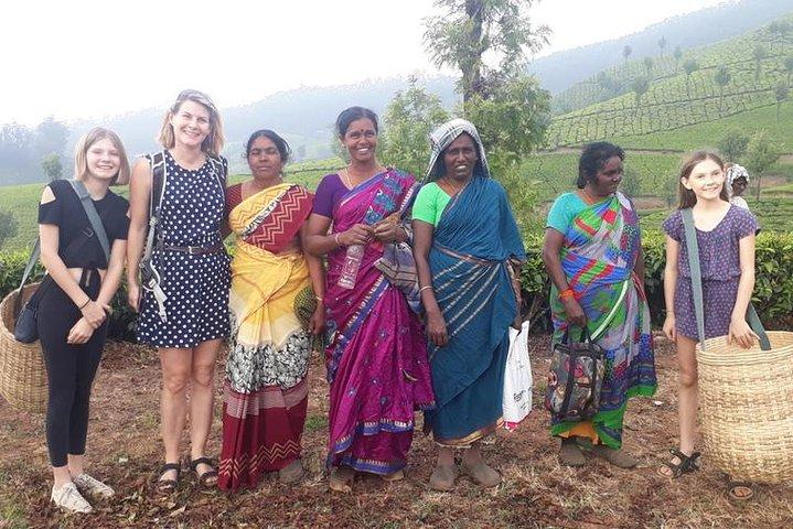 Munnar Tea Trail Tour with Factory Experience ( By Munnar Info)