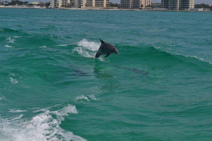 Snorkeling, Shelling & Eco Excursion from Destin