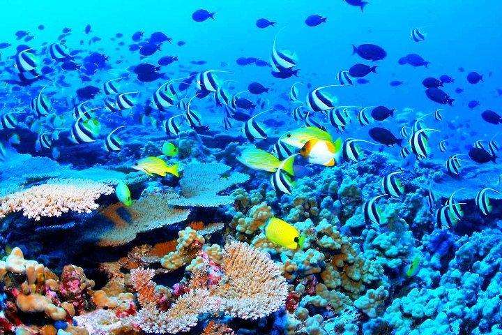 Catamaran Sail and Snorkeling Tour with Open Bar in Puerto Morelos