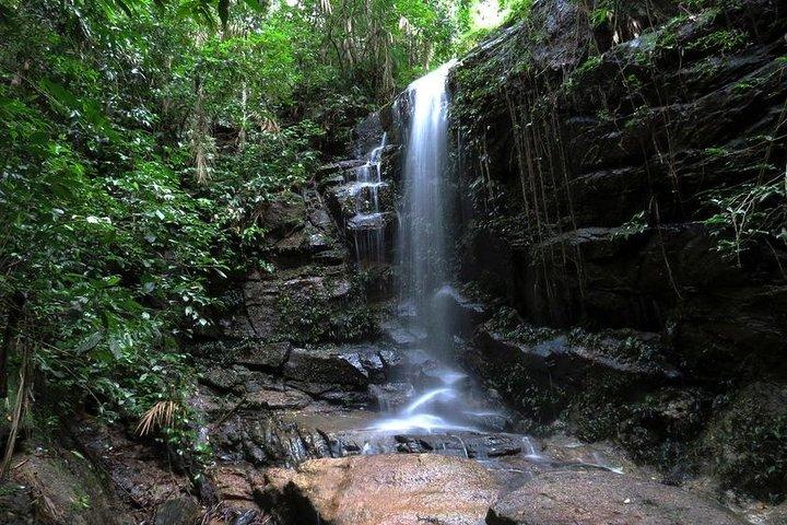 Tijuca Forest Hiking Tour including Waterfalls