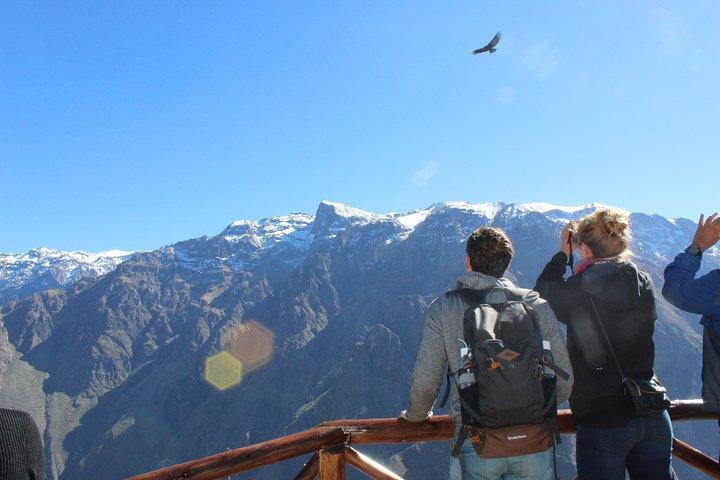 Colca Full Day Tour