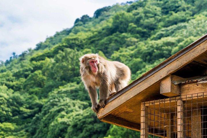 Afternoon Kyoto Bike Tour: Bamboo Forest, Monkeys & Hidden Spots