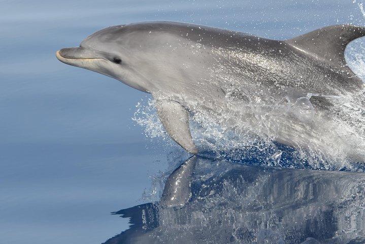 Alghero - Dolphin Watching and Guided Snorkeling (summer tour)