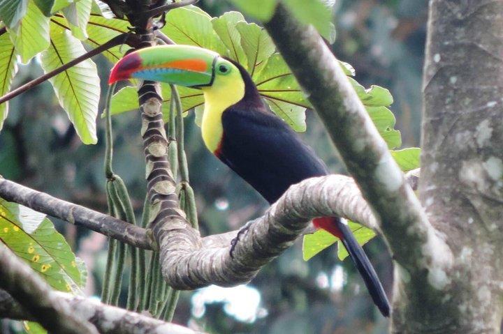 Arenal Volcano Experience Full-Day Tour from San Jose