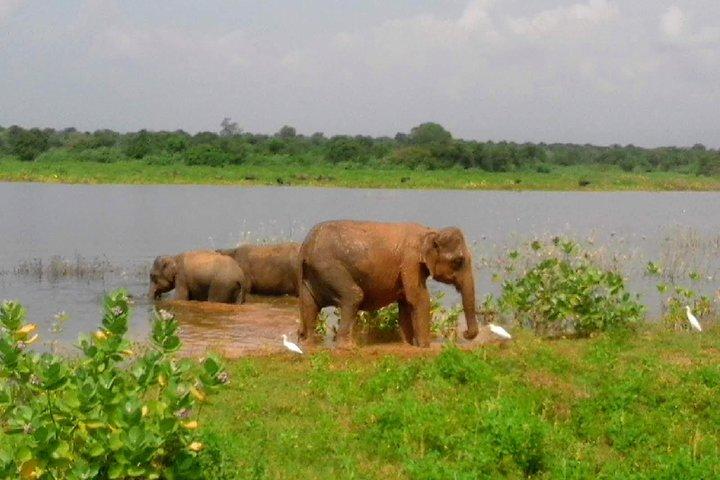 Sri Lanka Private 21 days tour include sightseeing,Wild life,Cultural,Boat tour