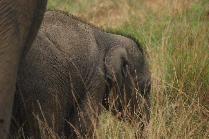 Udawalawe safari with Elephant transit home